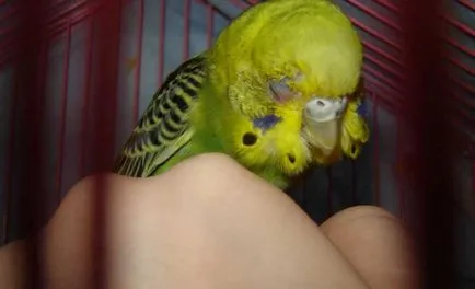 Parrot strănută - ce să fac ce perus strănută de multe ori, video