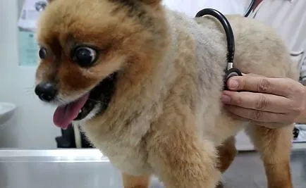 Pomerania și simptome, fotografii și video (Pomeranian) Pomerania și simptome, foto și video