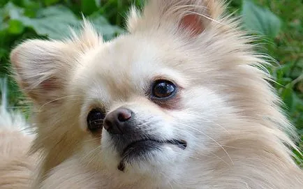 Pomerania și simptome, fotografii și video (Spitz) Pomerania și simptome, foto și video
