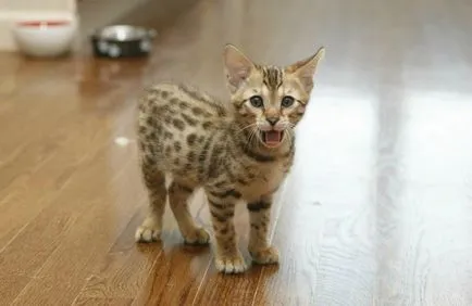Cat rasa - Usher descriere, poze, pret
