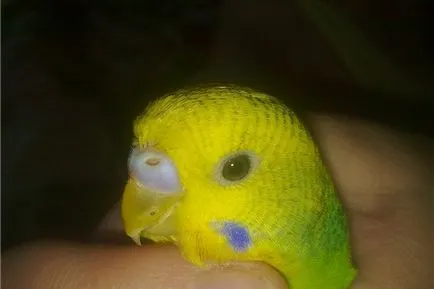 Parrot cauzele strănut și ce să facă în acest caz (cazul) cauzele Parrot strănut și ce să facă în acest caz,