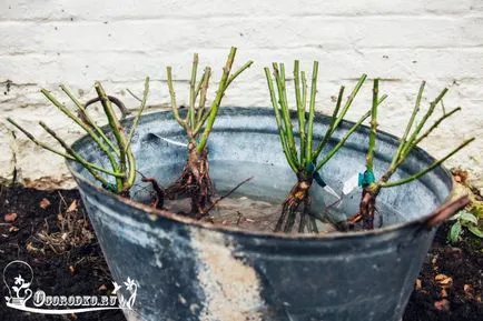 trandafiri Plantarea - cum să corect plante, instrucțiuni detaliate foto (fotografii) trandafiri Plantarea - cum să corect plante, instrucțiuni detaliate fotografie
