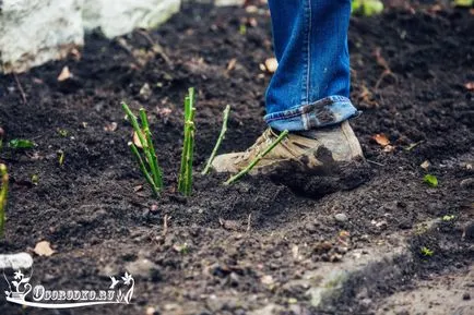 trandafiri Plantarea - cum să corect plante, instrucțiuni detaliate foto (plantă) trandafiri Plantarea - cum să corect plante, instrucțiuni detaliate fotografie