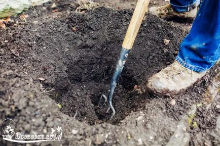 trandafiri Plantarea - cum să corect plante, imagine care conține instrucțiuni detaliate (dreapta) trandafiri Plantarea - cum să corect plante, instrucțiuni detaliate fotografie