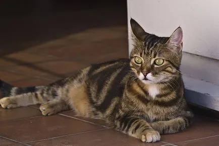 Rasa curte descriere pisici caracter 10 fotografii, video