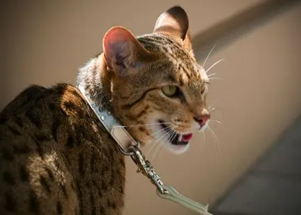 Cat rasa - Usher descriere, poze, pret