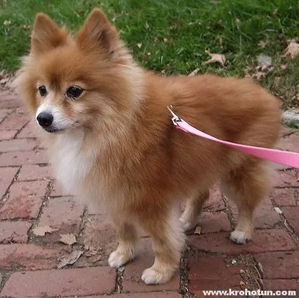comentarii oneste Pomeranian ale proprietarilor
