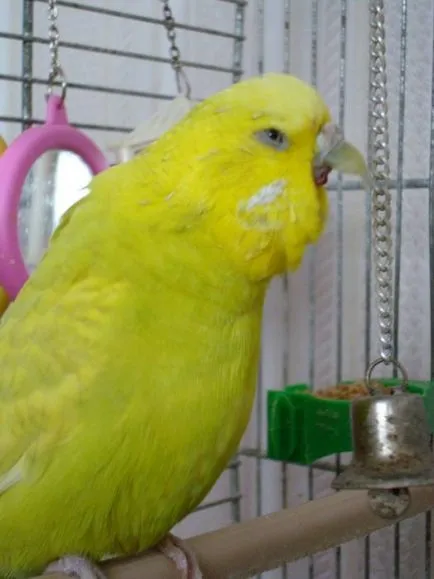 Parrot strănută - ce să fac ce perus strănută de multe ori, video