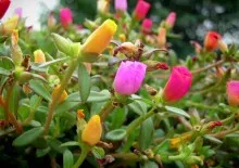 Plantare, fotografii de îngrijire și Bush de reproducție spirea, specii și varietăți de spirea