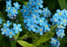 Plantare, fotografii de îngrijire și Bush de reproducție spirea, specii și varietăți de spirea