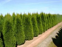 Plantarea arborvitae toamnă 1