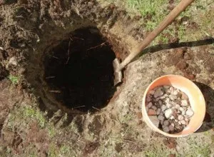 Plantare, fotografii de îngrijire și Bush de reproducție spirea, specii și varietăți de spirea