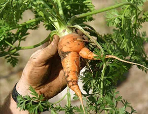 Condiții de morcovi în creștere în țară - datele de plantare, îngrijire, video (de plantare) Condiții de morcovi în creștere în țară - datele de plantare, îngrijire, video