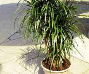 Ieșind reproducere Dracaena butași apicale