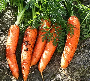 Condiții de morcovi în creștere în țară - datele de plantare, îngrijire, video (morcov) Condiții de morcovi în creștere în țară - datele de plantare, îngrijire, video