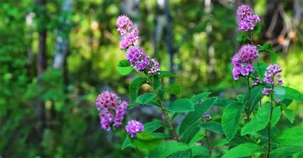 Plantare, fotografii de îngrijire și Bush de reproducție spirea, specii și varietăți de spirea
