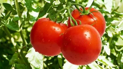 După aceea, a pus usturoiul - după care cultura poate fi plantat usturoi