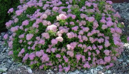 Plantare, fotografii de îngrijire și Bush de reproducție spirea, specii și varietăți de spirea