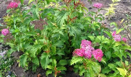 Plantare, fotografii de îngrijire și Bush de reproducție spirea, specii și varietăți de spirea