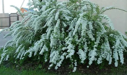 Plantare, fotografii de îngrijire și Bush de reproducție spirea, specii și varietăți de spirea