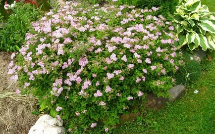 Plantare, fotografii de îngrijire și Bush de reproducție spirea, specii și varietăți de spirea