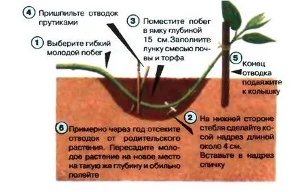 Cultivarea de plantare Spirea, tehnologia de plantare, o fotografie, selectați (aterizare) Cultivarea de plantare Spirea, plantarea de tehnologie, fotografie, selectați