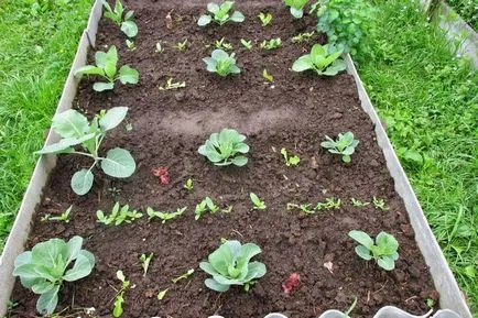 Reguli pentru îngrijirea și cultivarea de varză chinezească (norme) Reguli pentru îngrijirea și cultivarea de varză chinezească