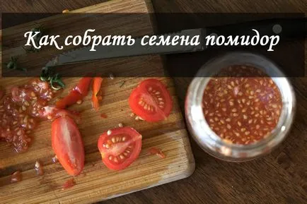 Plantarea semințelor de răsaduri de roșii - cele mai bune moduri de a stăpâni clase (semințe) plantarea semințelor de răsaduri de roșii - cele mai bune moduri de a stăpâni clase