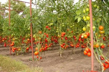 Consecințele căldurii de vară pentru tomate - Kamenka (Ball) (de căldură) Consecințele căldurii de vară pentru tomate - Camenca (Ball)