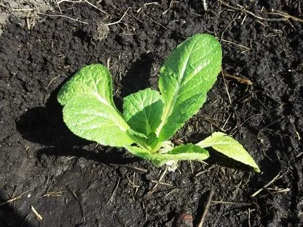 Reguli pentru îngrijirea și cultivarea de varză chinezească (Beijing) Reguli pentru îngrijirea și cultivarea de varză chinezească