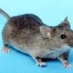 Mouse-ul în mașină