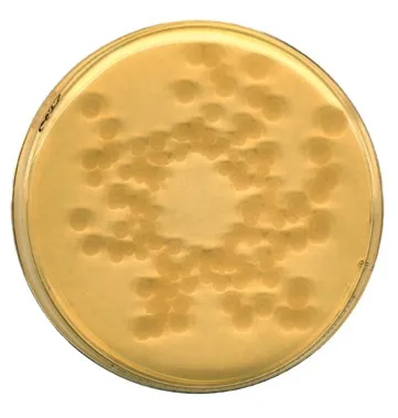 Microbii QMAFAnM (TBC) (microbiologie - obiecte de studiu - alimente, furaje, materii prime,