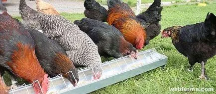 făină de oase Minerale de pui, coajă, cretă și pietriș (minerale) făină de oase Minerale de pui, coajă, cretă și pietriș
