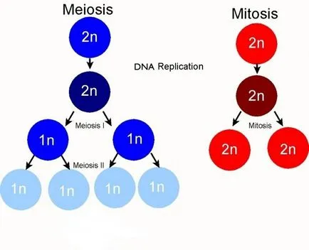 Meiozei și mitozei asemănări și deosebiri