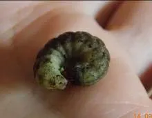 Transformarea unei platforme omidă, conținut