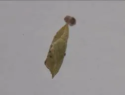 Transformarea unei platforme omidă, conținut