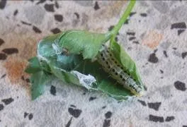 Transformarea unei platforme omidă, conținut