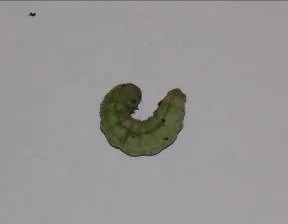 Transformarea unei platforme omidă, conținut
