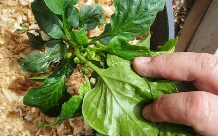 Pregătirile pentru protecția plantelor în grădină de dăunători și boli decât plantele stropite (protecție) Pregătirile pentru protecția plantelor în grădină de dăunători și boli decât plantele de pulverizare
