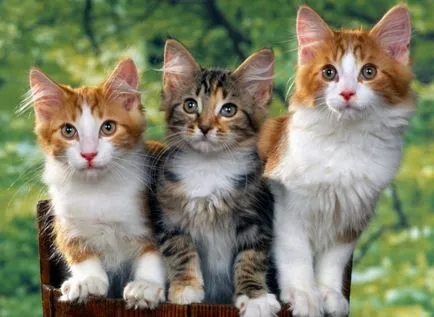 Bune sfaturi de parinti cat si consiliere de specialitate (consilii) Bune sfaturi pisica părinți și consultanță de specialitate
