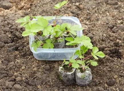 răsadurilor corespunzătoare în creștere în pelete de turbă (Dacha) răsadurilor corespunzătoare în creștere în pelete de turbă