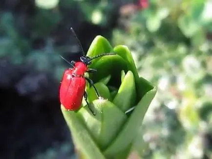 Pregătirile pentru protecția plantelor în grădină de dăunători și boli decât plantele stropite (dăunătorilor) Pregătirile pentru protecția plantelor în grădină de dăunători și boli decât plantele de pulverizare