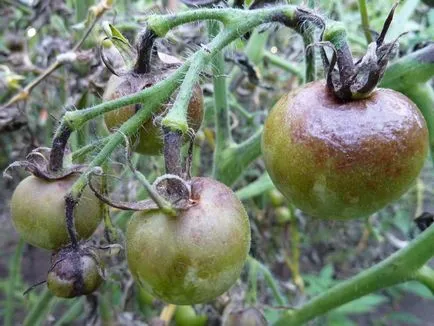 Pregătirile pentru protecția plantelor în grădină de dăunători și boli decât plantele stropite (grădină) Pregătirile pentru protecția plantelor în grădină de dăunători și boli decât plantele de pulverizare