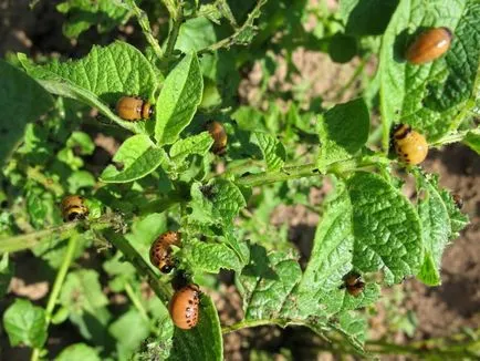 Pregătirile pentru protecția plantelor în grădină de dăunători și boli decât plantele stropite (medicamente) Pregătirile pentru protecția plantelor în grădină de dăunători și boli decât plantele de pulverizare