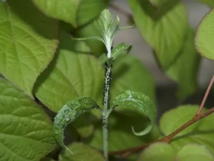 Pregătirile pentru protecția plantelor în grădină de dăunători și boli decât plantele stropite (dăunătorilor) Pregătirile pentru protecția plantelor în grădină de dăunători și boli decât plantele de pulverizare