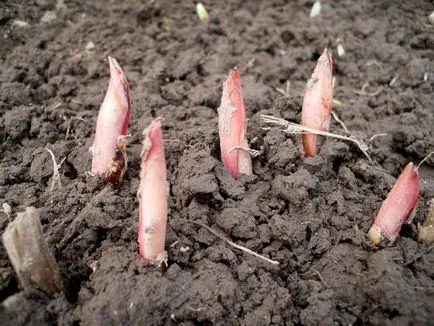 Pregătirile pentru protecția plantelor în grădină de dăunători și boli decât plantele stropite (plante) Pregătirile pentru protecția plantelor în grădină de dăunători și boli decât plantele de pulverizare