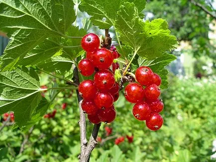 Pregătirile pentru protecția plantelor în grădină de dăunători și boli decât plantele stropite (plante) Pregătirile pentru protecția plantelor în grădină de dăunători și boli decât plantele de pulverizare