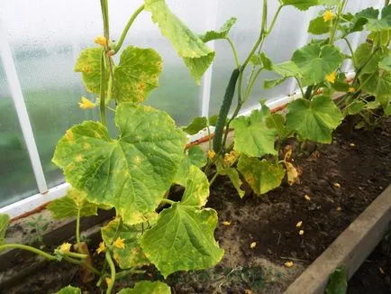 Pregătirile pentru protecția plantelor în grădină de dăunători și boli decât plantele stropite (protecție) Pregătirile pentru protecția plantelor în grădină de dăunători și boli decât plantele de pulverizare