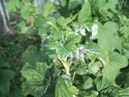 Pregătirile pentru protecția plantelor în grădină de dăunători și boli decât plantele stropite (dăunătorilor) Pregătirile pentru protecția plantelor în grădină de dăunători și boli decât plantele de pulverizare