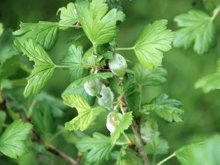 Pregătirile pentru protecția plantelor în grădină de dăunători și boli decât plantele stropite (dăunătorilor) Pregătirile pentru protecția plantelor în grădină de dăunători și boli decât plantele de pulverizare